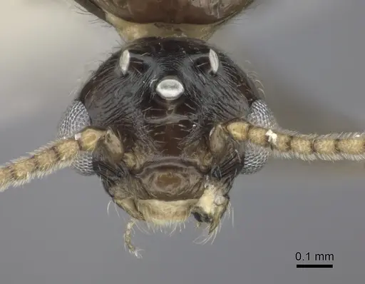 Crematogaster degeeri specimen CASENT0127520 image casent0127520_2