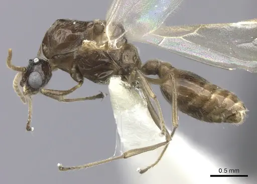 Crematogaster degeeri specimen CASENT0127520 image casent0127520_3