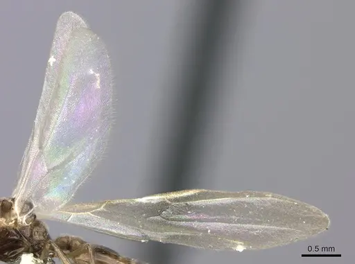Crematogaster degeeri specimen CASENT0127520 image casent0127520_4