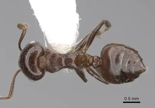 Crematogaster degeeri specimen CASENT0922648 image casent0922648_1