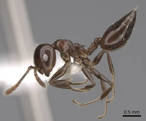 Crematogaster degeeri specimen CASENT0922648 image casent0922648_3