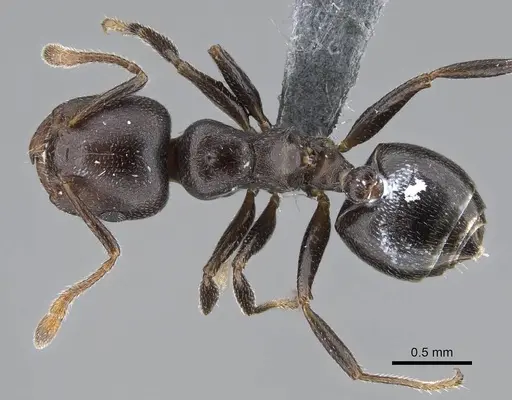 Crematogaster delagoensis specimen CASENT0785957 image casent0785957_1