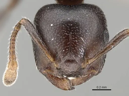 Crematogaster delagoensis specimen CASENT0785957 image casent0785957_2