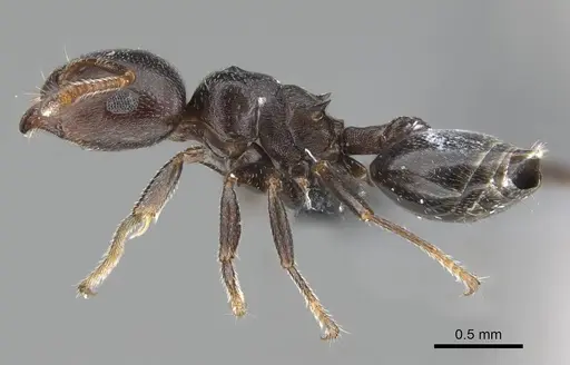 Crematogaster delagoensis specimen CASENT0785957 image casent0785957_3