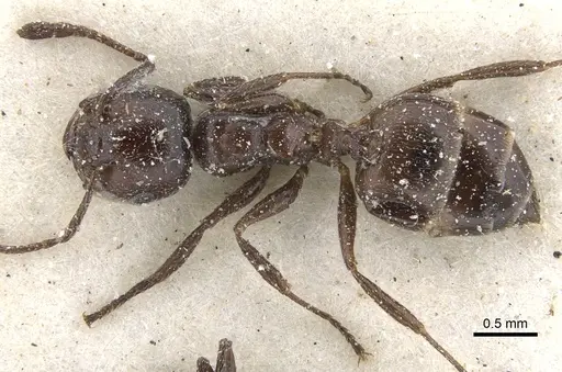 Crematogaster delagoensis specimen CASENT0902093 image casent0902093_1