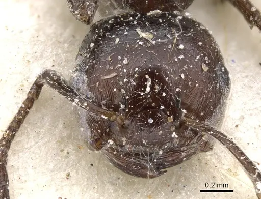 Crematogaster delagoensis specimen CASENT0902093 image casent0902093_2