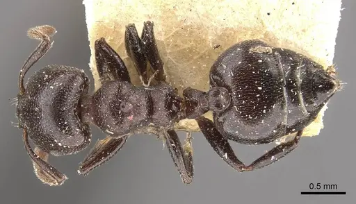 Crematogaster delagoensis specimen CASENT0908517 image casent0908517_1