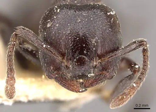 Crematogaster delagoensis specimen CASENT0908517 image casent0908517_2