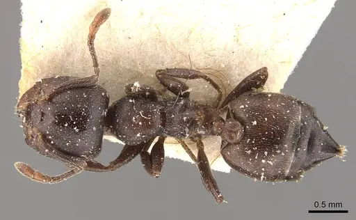 Crematogaster delagoensis specimen CASENT0908518 image casent0908518_1