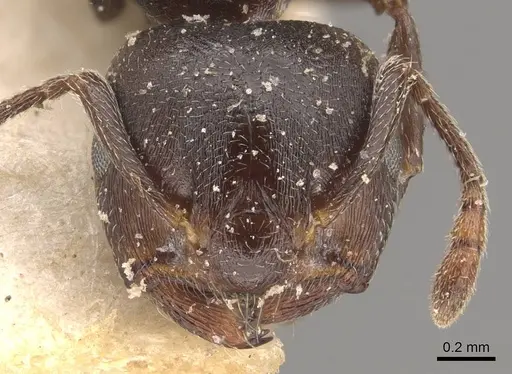 Crematogaster delagoensis specimen CASENT0908518 image casent0908518_2