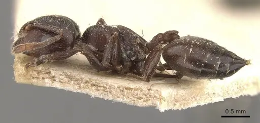 Crematogaster delagoensis specimen CASENT0908518 image casent0908518_3