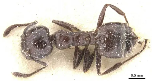 Crematogaster delagoensis specimen CASENT0912666 image casent0912666_1