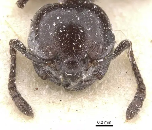 Crematogaster delagoensis specimen CASENT0912666 image casent0912666_2