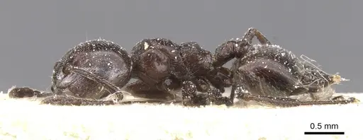 Crematogaster delagoensis specimen CASENT0912666 image casent0912666_3