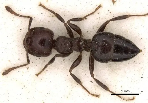 Crematogaster delagoensis specimen CASENT0914289 image casent0914289_1
