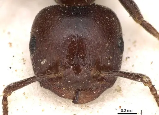 Crematogaster delagoensis specimen CASENT0914289 image casent0914289_2