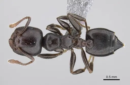 Crematogaster delagoensis specimen CASENT0922255 image casent0922255_1