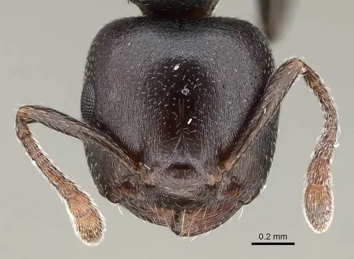 Crematogaster delagoensis specimen CASENT0922255 image casent0922255_2