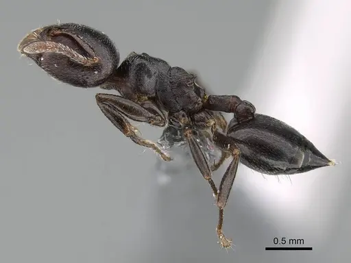 Crematogaster delagoensis specimen CASENT0922255 image casent0922255_3
