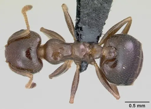 Crematogaster dentata specimen CASENT0059574 image casent0059574_1