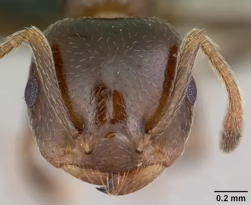 Crematogaster dentata specimen CASENT0059574 image casent0059574_2
