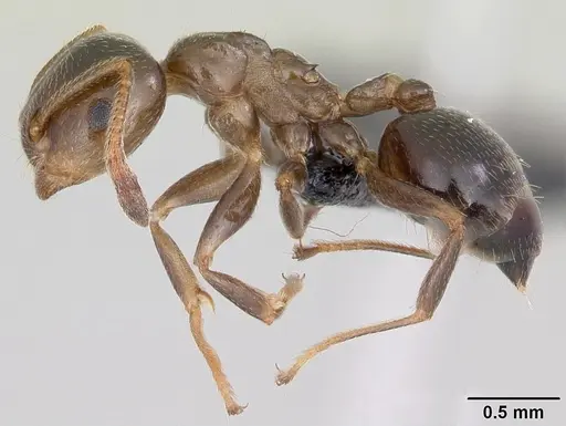 Crematogaster dentata specimen CASENT0059574 image casent0059574_3