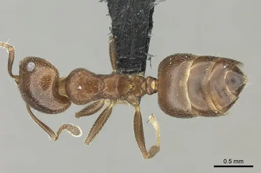 Crematogaster dentata specimen CASENT0077927 image casent0077927_1