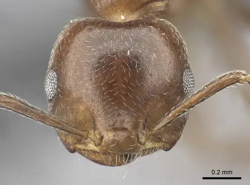 Crematogaster dentata specimen CASENT0077927 image casent0077927_2