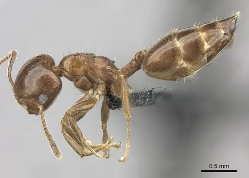 Crematogaster dentata specimen CASENT0077927 image casent0077927_3