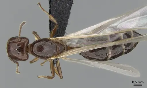 Crematogaster dentata specimen CASENT0085128 image casent0085128_1