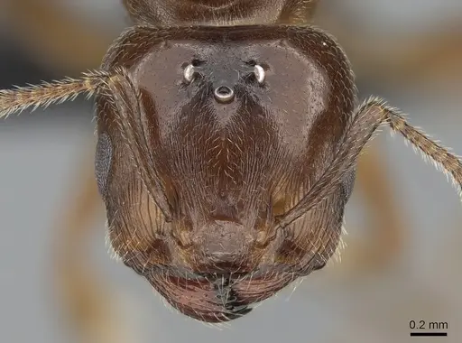 Crematogaster dentata specimen CASENT0085128 image casent0085128_2