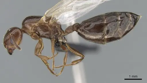 Crematogaster dentata specimen CASENT0085128 image casent0085128_3
