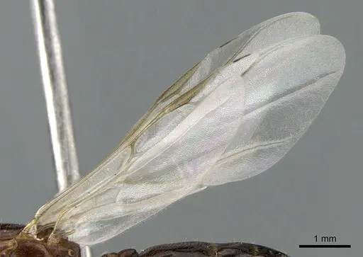 Crematogaster dentata specimen CASENT0085128 image casent0085128_4