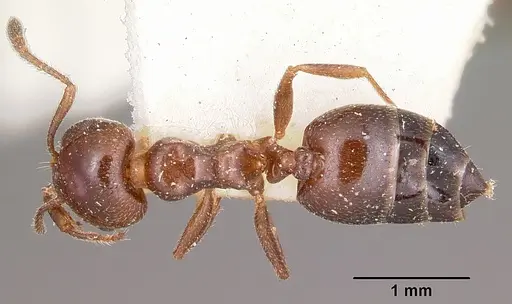 Crematogaster dentata specimen CASENT0101665 image casent0101665_1