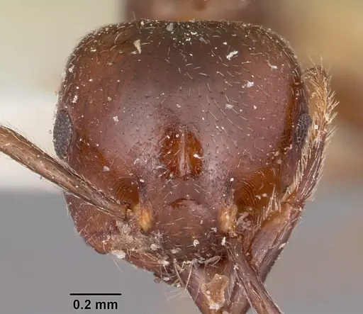 Crematogaster dentata specimen CASENT0101665 image casent0101665_2