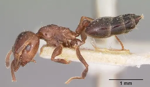 Crematogaster dentata specimen CASENT0101665 image casent0101665_3