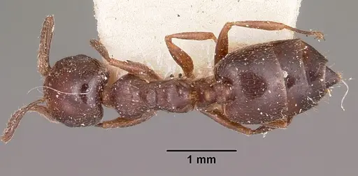 Crematogaster dentata specimen CASENT0101677 image casent0101677_1
