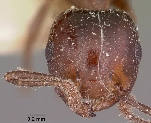 Crematogaster dentata specimen CASENT0101677 image casent0101677_2
