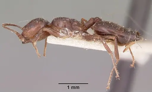 Crematogaster dentata specimen CASENT0101677 image casent0101677_3