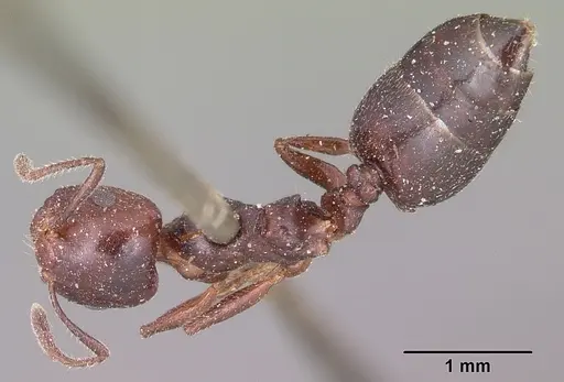 Crematogaster dentata specimen CASENT0101683 image casent0101683_1