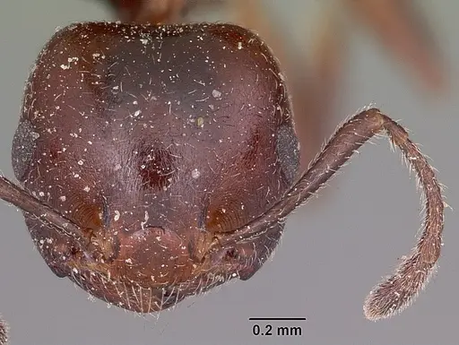 Crematogaster dentata specimen CASENT0101683 image casent0101683_2
