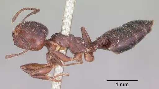 Crematogaster dentata specimen CASENT0101683 image casent0101683_3