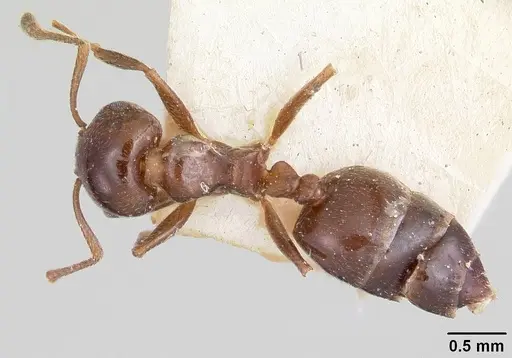 Crematogaster dentata specimen CASENT0101752 image casent0101752_1