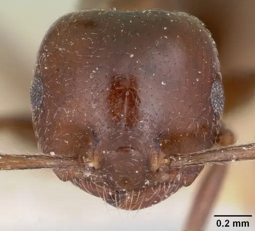 Crematogaster dentata specimen CASENT0101752 image casent0101752_2