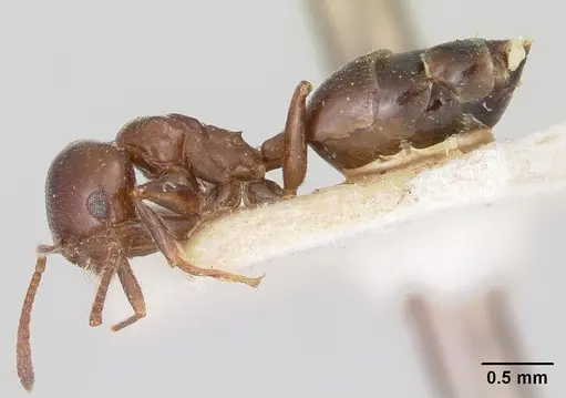 Crematogaster dentata specimen CASENT0101752 image casent0101752_3