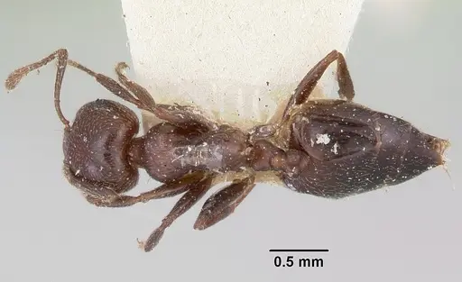 Crematogaster dentata specimen CASENT0101915 image casent0101915_1