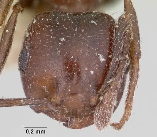 Crematogaster dentata specimen CASENT0101915 image casent0101915_2