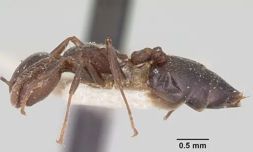 Crematogaster dentata specimen CASENT0101915 image casent0101915_3