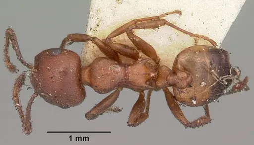 Crematogaster dentata specimen CASENT0102954 image casent0102954_1