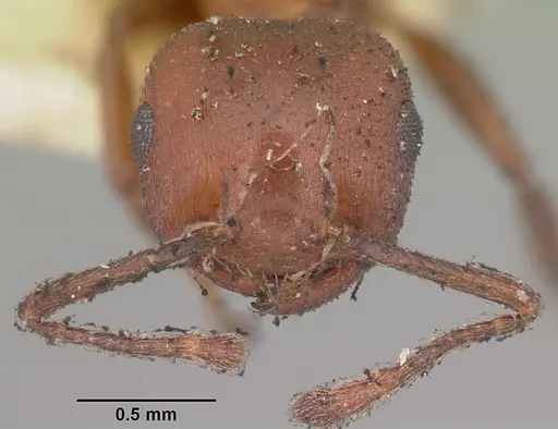 Crematogaster dentata specimen CASENT0102954 image casent0102954_2